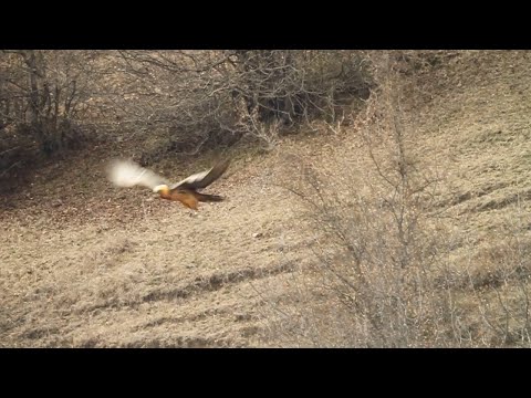 Lammergeier  - Bearded Vulture - ბატკანძერი (კრავიჭამია, ყაჯირი, წვერიანი სვავი)